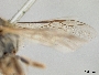 Lasioglossum diversiforme image