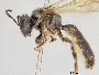 Lasioglossum subpurpureum image