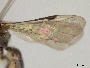 Lasioglossum subpurpureum image