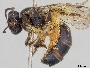 Lasioglossum melanurops image
