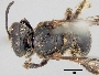 Lasioglossum albescens image