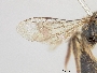 Lasioglossum postlucens image
