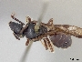 Lasioglossum scintillans image