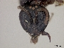 Lasioglossum scintillans image