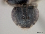 Lasioglossum opisthochlorum image