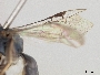 Lasioglossum opisthochlorum image