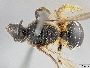 Lasioglossum olympiae image