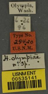 Lasioglossum olympiae image