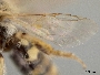 Calliopsis helianthi image
