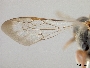 Nomada undulaticornis image
