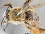 Melissodes semilupinus image