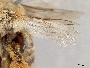 Melissodes semilupinus image