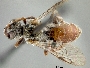 Parammobatodes indicus image