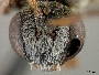 Parammobatodes indicus image
