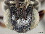 Triepeolus pectoralis image