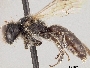 Panurginus melanocephalus image