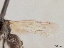Panurginus melanocephalus image