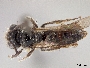 Image of Panurginus nigrellus