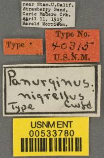 Panurginus nigrellus image