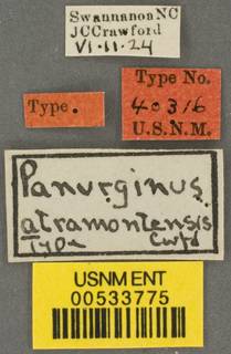 Panurginus atramontensis image