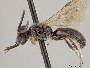 Panurginus atramontensis image