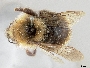 Bombus fernaldae image