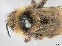 Bombus fernaldae image