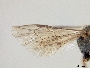 Lasioglossum trimeni image
