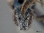 Lasioglossum herbstiellum image