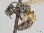 Lasioglossum paitense image