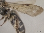 Andrena watasei image
