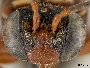 Triepeolus rufithorax image