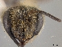 Andrena braccata image