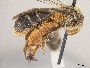 Andrena braccata image