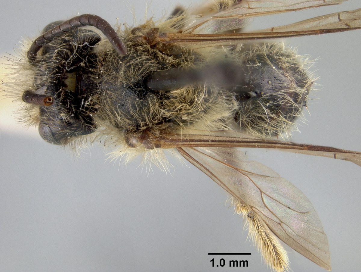 Andrena porterae image