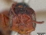 Perdita koebelei subsp. koebelei image