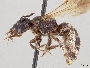 Pseudopanurgus fraterculus image