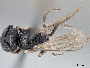 Hylaeus pfankuchi image