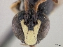 Hylaeus gabonicus image