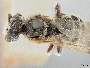Image of Dieunomia nevadensis