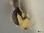 Euryglossina mutica image