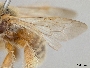Exomalopsis snowi image