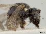 Hylaeus albocuneatus image
