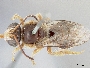 Image of Reepenia bituberculata