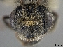 Andrena incanescens image
