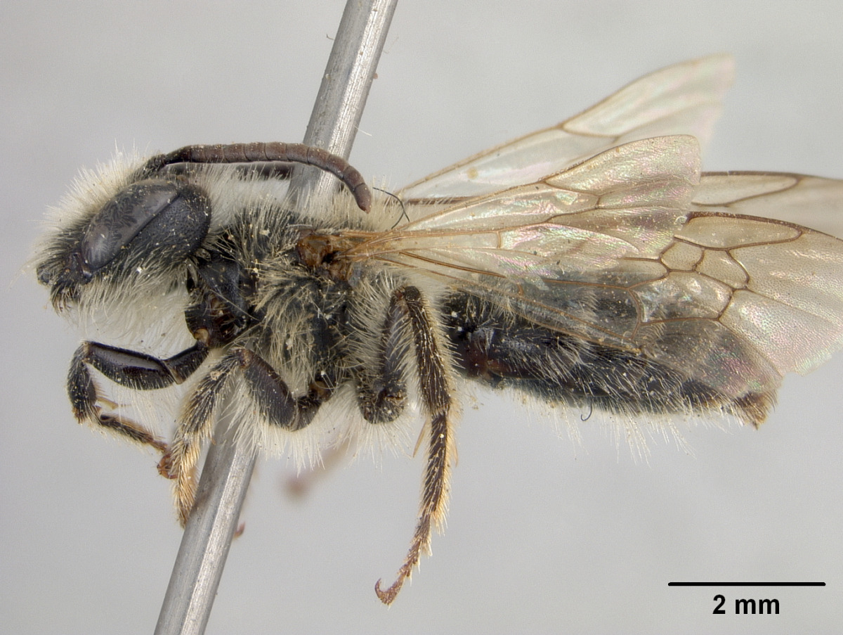 Andrena incanescens image