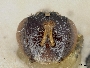 Lasioglossum hypochlorum image