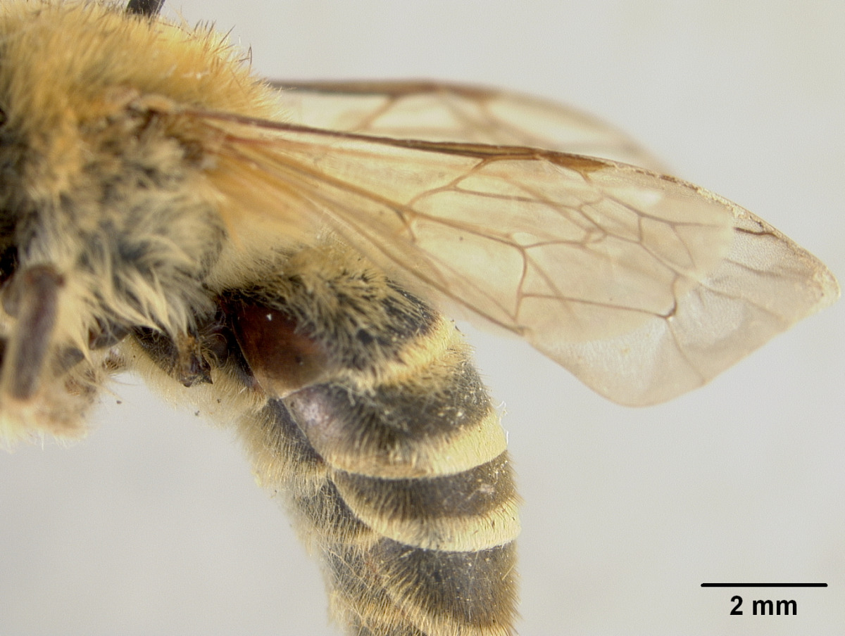 Colletes gigas image