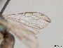 Lasioglossum chrysonotus image