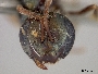 Lasioglossum tropicior image